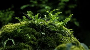 Preview wallpaper fern, moss, forest, dark