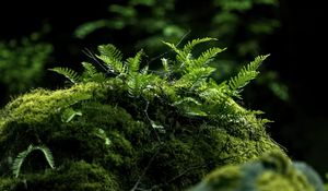 Preview wallpaper fern, moss, forest, dark