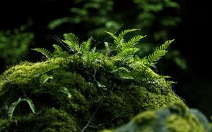 Preview wallpaper fern, moss, forest, dark