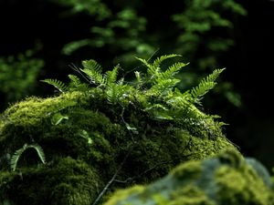 Preview wallpaper fern, moss, forest, dark