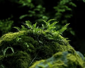 Preview wallpaper fern, moss, forest, dark