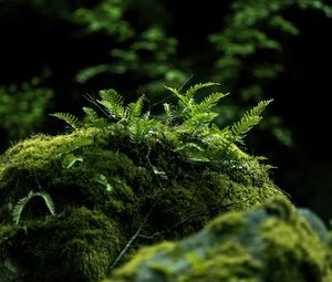 Preview wallpaper fern, moss, forest, dark