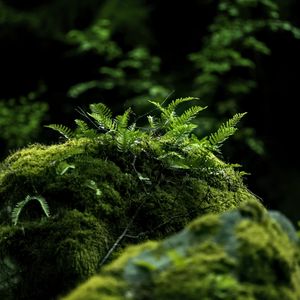 Preview wallpaper fern, moss, forest, dark