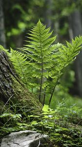 Preview wallpaper fern, moss, grass, forest