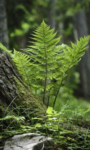 Preview wallpaper fern, moss, grass, forest