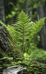 Preview wallpaper fern, moss, grass, forest