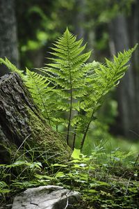 Preview wallpaper fern, moss, grass, forest