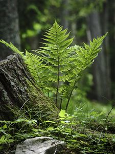 Preview wallpaper fern, moss, grass, forest