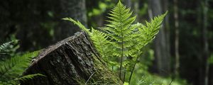 Preview wallpaper fern, moss, grass, forest