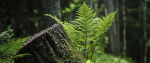 Preview wallpaper fern, moss, grass, forest