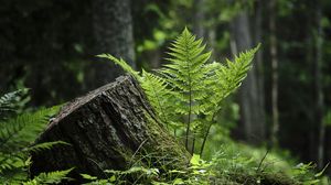 Preview wallpaper fern, moss, grass, forest