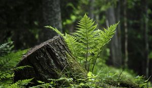 Preview wallpaper fern, moss, grass, forest
