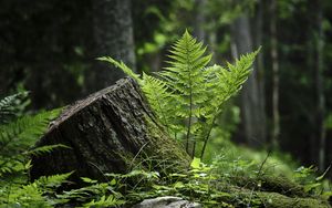 Preview wallpaper fern, moss, grass, forest