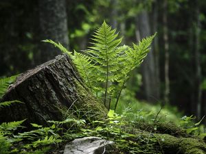 Preview wallpaper fern, moss, grass, forest