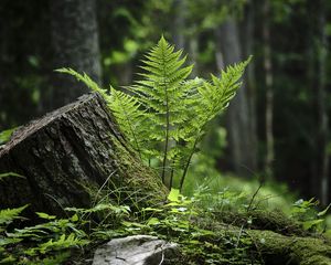 Preview wallpaper fern, moss, grass, forest