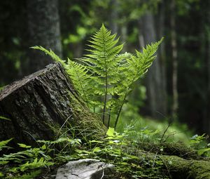 Preview wallpaper fern, moss, grass, forest