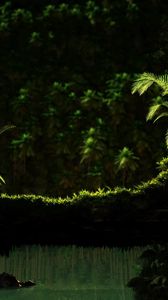 Preview wallpaper fern, moss, greens, from below, darkness