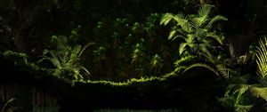Preview wallpaper fern, moss, greens, from below, darkness