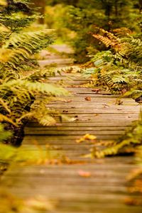 Preview wallpaper fern, path, vegetation, autumn, leaves