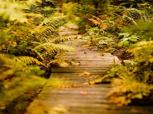 Preview wallpaper fern, path, vegetation, autumn, leaves