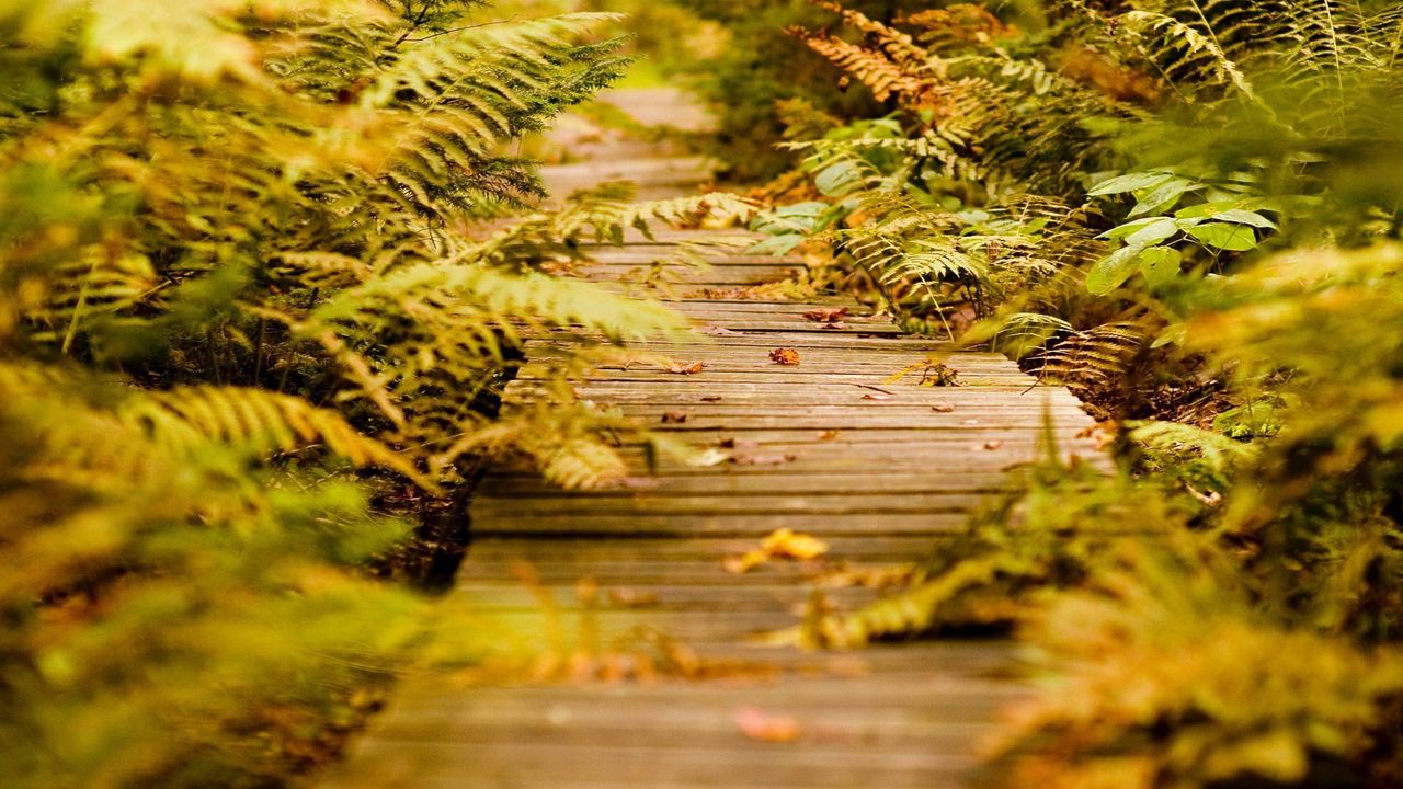 Wallpaper fern, path, vegetation, autumn, leaves