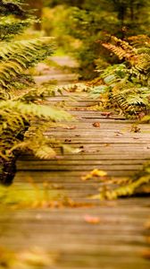 Preview wallpaper fern, path, vegetation, autumn, leaves