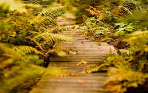 Preview wallpaper fern, path, vegetation, autumn, leaves