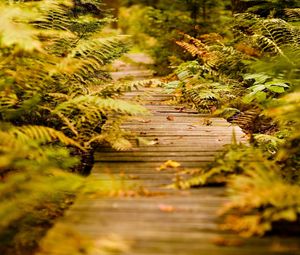 Preview wallpaper fern, path, vegetation, autumn, leaves