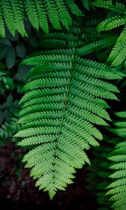 Preview wallpaper fern, plant, branch, leaves, green, macro