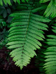 Preview wallpaper fern, plant, branch, leaves, green, macro
