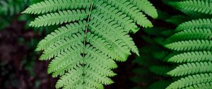 Preview wallpaper fern, plant, branch, leaves, green, macro