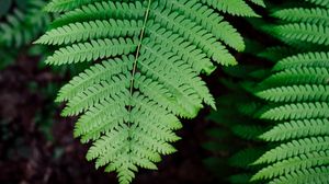 Preview wallpaper fern, plant, branch, leaves, green, macro