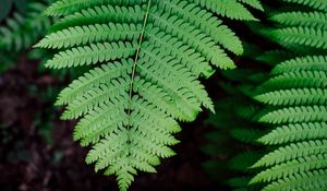 Preview wallpaper fern, plant, branch, leaves, green, macro