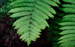 Preview wallpaper fern, plant, branch, leaves, green, macro