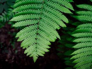 Preview wallpaper fern, plant, branch, leaves, green, macro