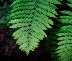 Preview wallpaper fern, plant, branch, leaves, green, macro