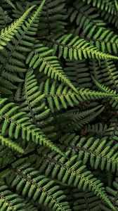 Preview wallpaper fern, plant, bush, leaves, green, macro