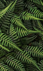 Preview wallpaper fern, plant, bush, leaves, green, macro