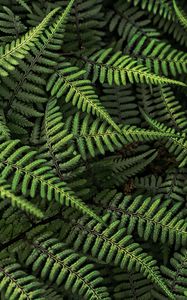 Preview wallpaper fern, plant, bush, leaves, green, macro