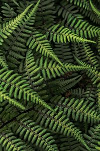 Preview wallpaper fern, plant, bush, leaves, green, macro