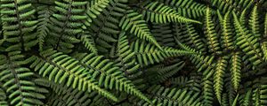 Preview wallpaper fern, plant, bush, leaves, green, macro