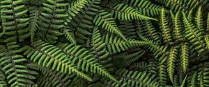 Preview wallpaper fern, plant, bush, leaves, green, macro