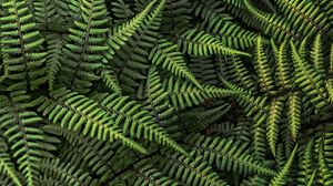 Preview wallpaper fern, plant, bush, leaves, green, macro