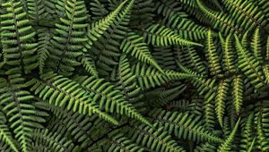 Preview wallpaper fern, plant, bush, leaves, green, macro