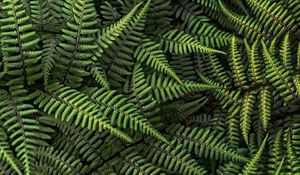 Preview wallpaper fern, plant, bush, leaves, green, macro