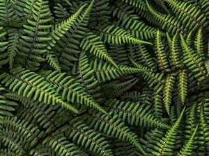 Preview wallpaper fern, plant, bush, leaves, green, macro