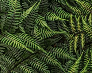 Preview wallpaper fern, plant, bush, leaves, green, macro