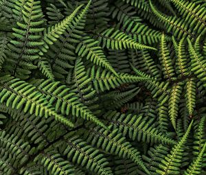 Preview wallpaper fern, plant, bush, leaves, green, macro