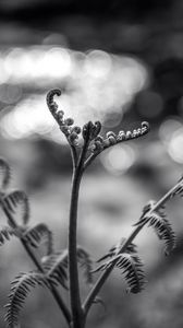 Preview wallpaper fern, plant, bw, sprout, stem