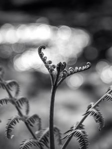 Preview wallpaper fern, plant, bw, sprout, stem